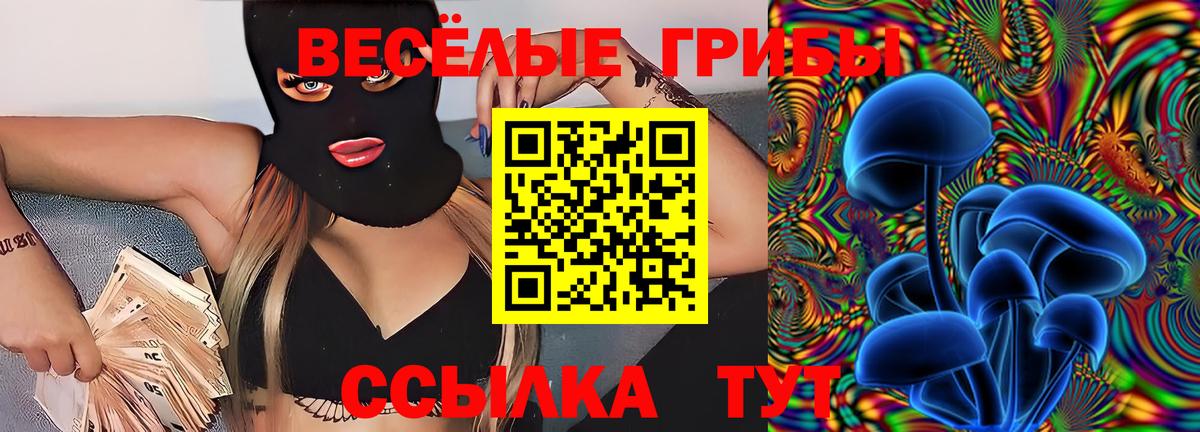 Псилоцибиновые грибы Psilocybe Сокол